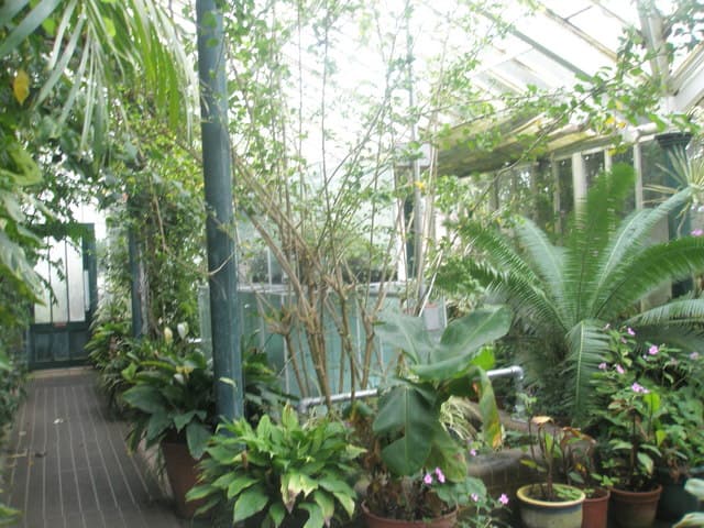 The tropical glasshouse at Staunton Country Park